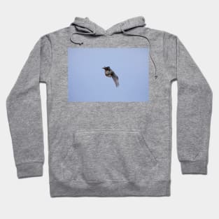 Osprey_VOA6998 Hoodie